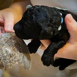 Poodle Puppies from Piccolo's Poodles