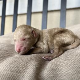 Alder - Apricot male Poodle puppy in Tucson, Arizona from Desert Doodles + Poodles
