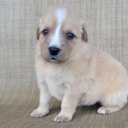 Candy Golden Australian Retriever - Yellow female Australian Shepherd puppy in Limestone, Tennessee from Pilot Hill Teddy Bear Puppies