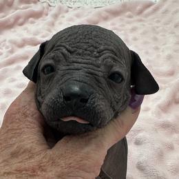 Malia - Black female Xoloitzcuintli puppy in West Jordan, Utah from Majestic Nakids