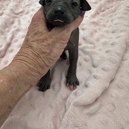 Malia - Black female Xoloitzcuintli puppy in West Jordan, Utah from Majestic Nakids