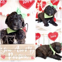 California chocolate - Brown female Whoodle puppy in Smallett, Missouri from Leshas Whoodles