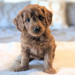 Pudding Pop - Red  male Goldendoodle puppy in Blackfoot, Idaho from Riverside Poodles