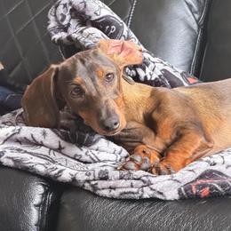 Hazel - Wild boar female Dachshund puppy in Tampa, Florida from EntityDachs