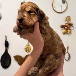 Norman Wade - Merle-sable male Saint Berdoodle puppy in Mesa, Arizona from Desert Bohunk Doodles and Branded Bullies