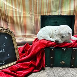 Alice - White female Berger Blanc Suisse puppy in West Alexandri, Ohio from Twisted Acres