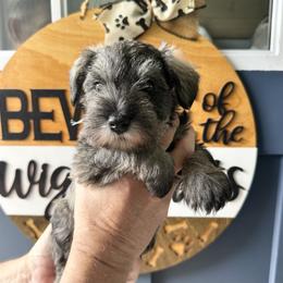 Silver Ribbon Girl - Salt and pepper female Miniature Schnauzer puppy in Floyd, Virginia from Little River Puppies