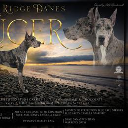 Ruger - Great Dane