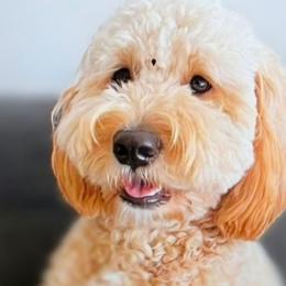 Molly - Goldendoodle