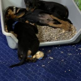 Rottweiler Puppies from Thomas Rotts