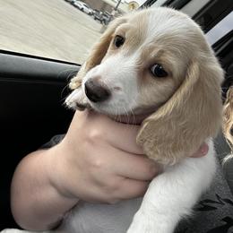 Dachshund Puppies from 2 Knights Doxies