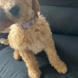 Daisy - Apricot female Goldendoodle puppy in Tavares, Florida from Tracy's Goldendoodles