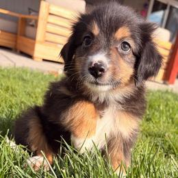 Janis - Black tri female Miniature Australian Shepherd puppy in Reno, Nevada from Battle Born Mini Aussies