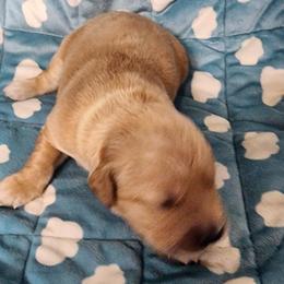 Boy 2 - male Golden Retriever puppy in Saginaw, Michigan from Precious Kennel Retrievers