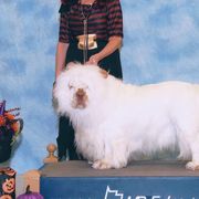 Clumber Spaniels from Casmirclumbers