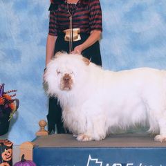 Clumber Spaniels from Casmirclumbers
