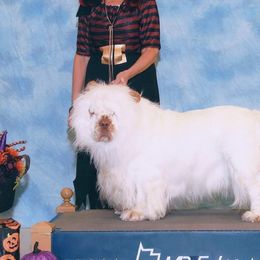 Clumber Spaniels from Casmirclumbers