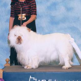 Clumber Spaniels from Casmirclumbers