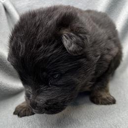 Boy 5 - Black and tan male German Shepherd puppy in Sharon Grove, Kentucky from Julie’s Shepherds
