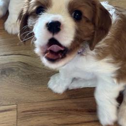 Cavalier King Charles Spaniel Puppies from Crosby's Cavaliers