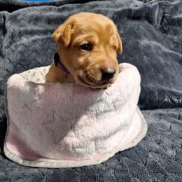 Purple Collar Female - Yellow female Labrador Retriever puppy in Bemidji, Minnesota from Northern Star Elite Quality Labrador Retrievers