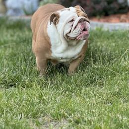 Sunni - Bulldog