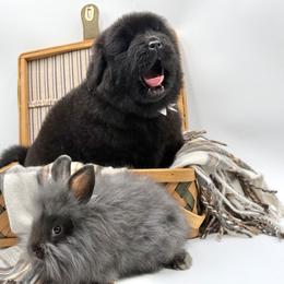 Freya OFA - Black female Newfoundland puppy in Falmouth, Michigan from Dyer Lake Newfoundland’s