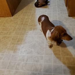 Ivy - Dachshund