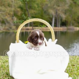 Yellow - Liver and white female English Springer Spaniel puppy in Loris, South Carolina from Palmetto Springer Spaniels