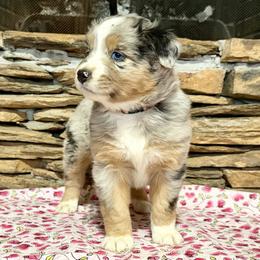 Lyra - Blue merle female Australian Shepherd puppy in Red Springs, North Carolina from Julia Rose Ranch