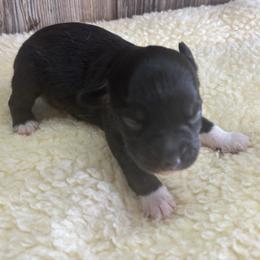 Gunnar - Black & white male Miniature Australian Shepherd puppy in Geary, Oklahoma from Helm Farms Aussies