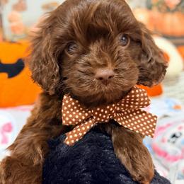 Chestnut - Brown male Cavapoo puppy in Dickerson, Maryland from Pawsome Aussie Doodles and Oodles