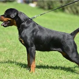Galina - Rottweiler