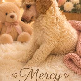 Mercy - Cream female Poodle puppy in Washington, Pennsylvania from Patriotic Poodles