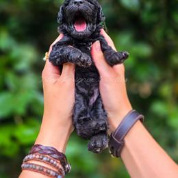 Obsidian - Black and white male Aussiedoodle puppy in Centreville, Mississippi from Trin's Designer Doodles