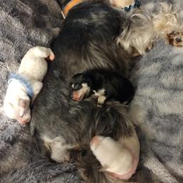 Miniature Schnauzer Puppies from Pea Patch Schnauzers