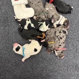 Home Alone - Merle male Bernedoodle puppy in Hegins, Pennsylvania from Bubbling Springs Doodles, LLC