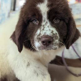 Newfoundland Puppies from K & L Ranch