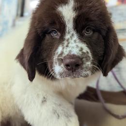 Newfoundland Puppies from K & L Ranch