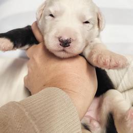 Lilac collar - Gray and white female Old English Sheepdog puppy in Smallett, Missouri from Chasin Angus Sheepdogs