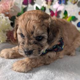 Yellow Boy - Merle male Shihpoo puppy in Rockledge, Florida from Stormie's Doodles