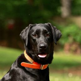 Sadie Mae - Labrador Retriever