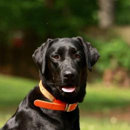 Sadie Mae - Labrador Retriever