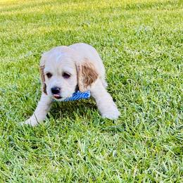 Ethan - Buff male Cocker Spaniel puppy in Santa Ana, California from American Cocker Spaniel