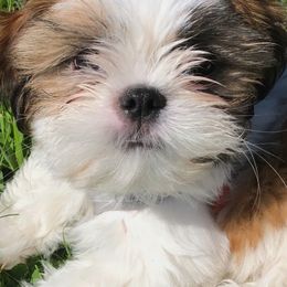 Boxers and Shih Tzus from Victorio Boxers & Shih-Tzu's