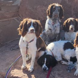 English Springer Spaniels from Bigfoot's Kennel