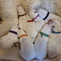 Boy 1 - White male German Shepherd puppy in Tonopah, Nevada from Mercy's White Shepherds