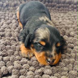 Raj - Black and tan male Dachshund puppy in Greenup, Kentucky from Tygart Creek Dachshunds