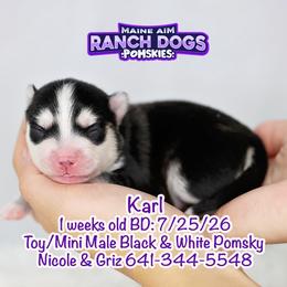 Karl - Black and white male Pomsky puppy in Humeston, Iowa from M.A.R. Dogs
