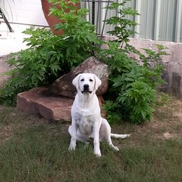 Rumour - Labrador Retriever